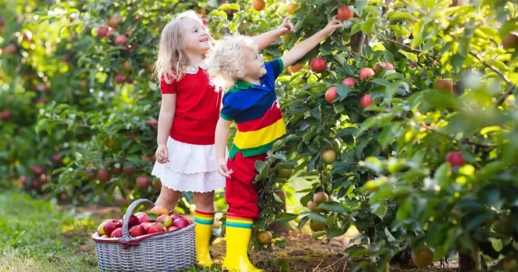 Two Kids picking apples from a tree